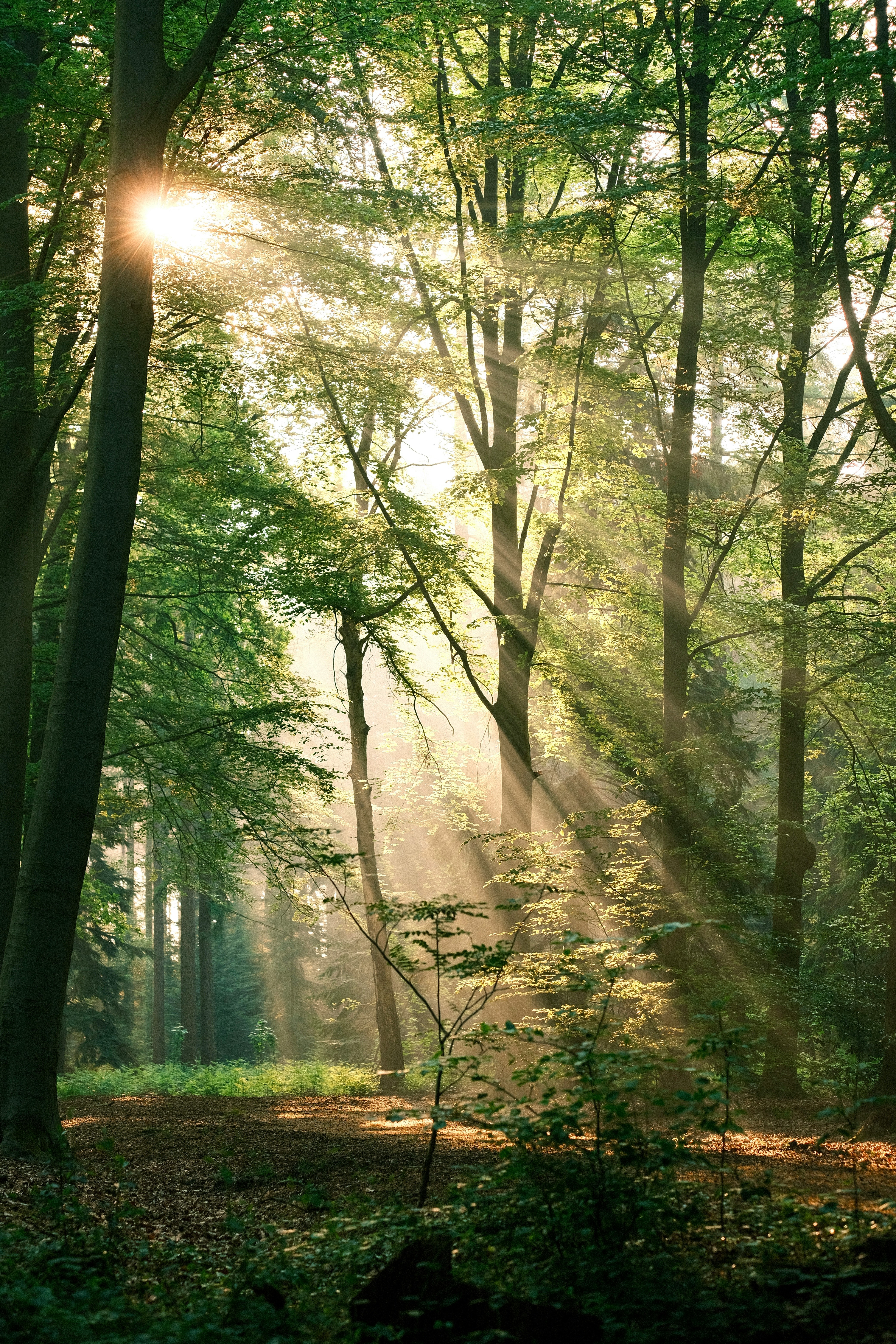 Forest path representing spiritual journey and growth