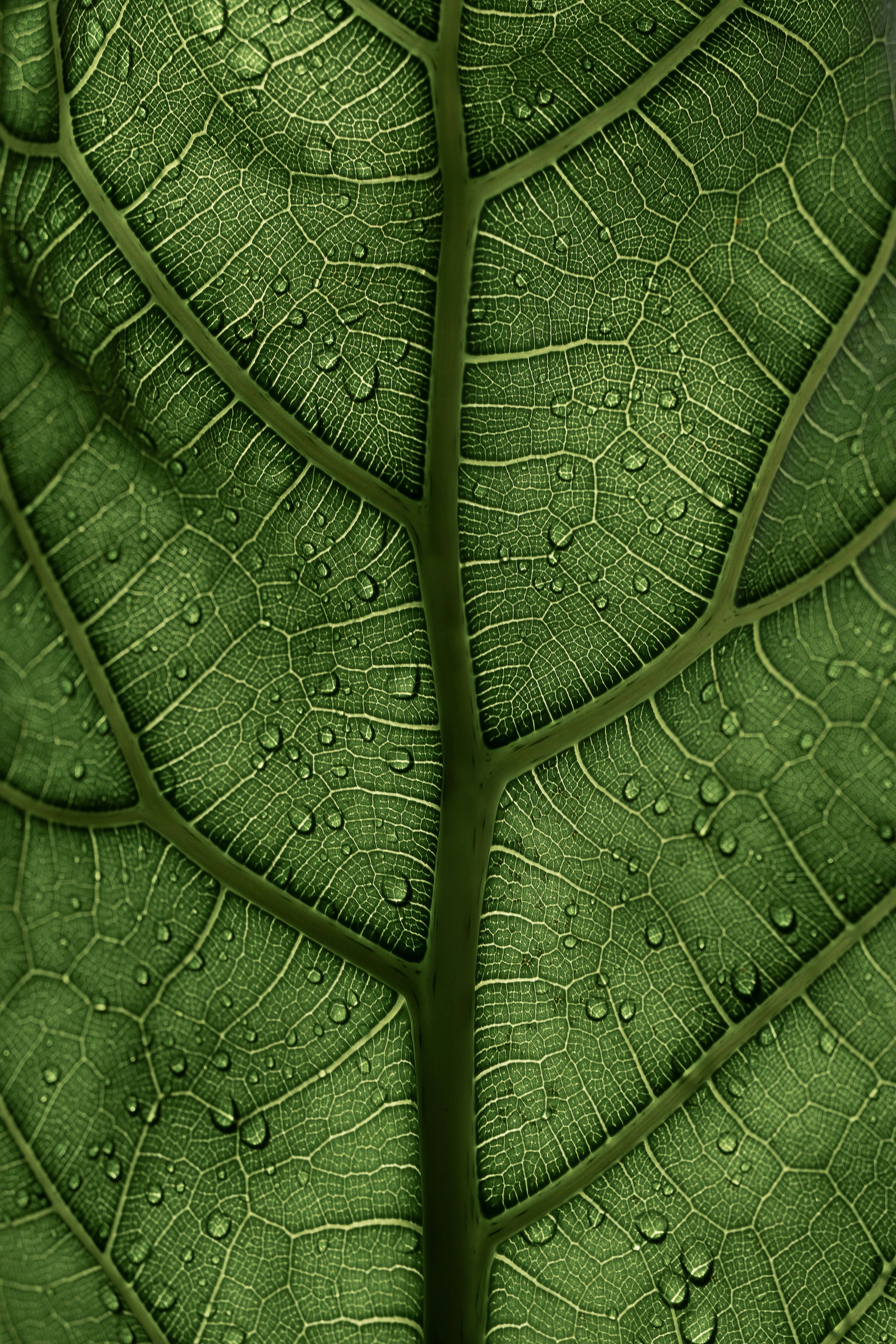 Natural leaves representing earth-based healing